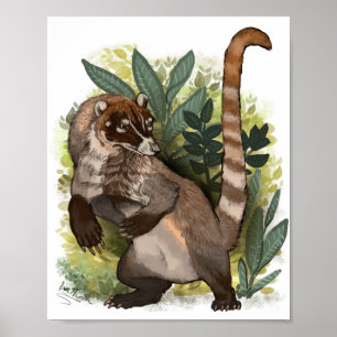 Poster Coatamundi ou branco coati