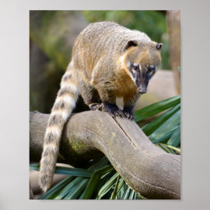 Poster Coati de cauda anelar no galho