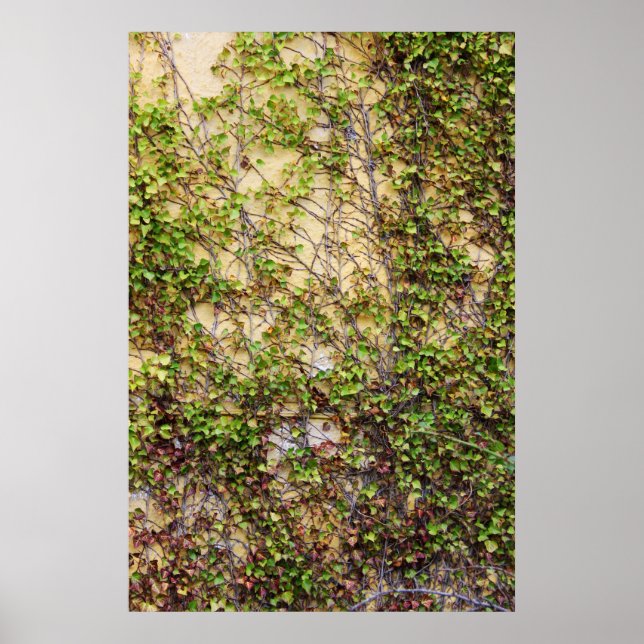 Poster Cobertura de Muro - Irlanda (Frente)