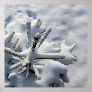 Pôster Cobertura de neve