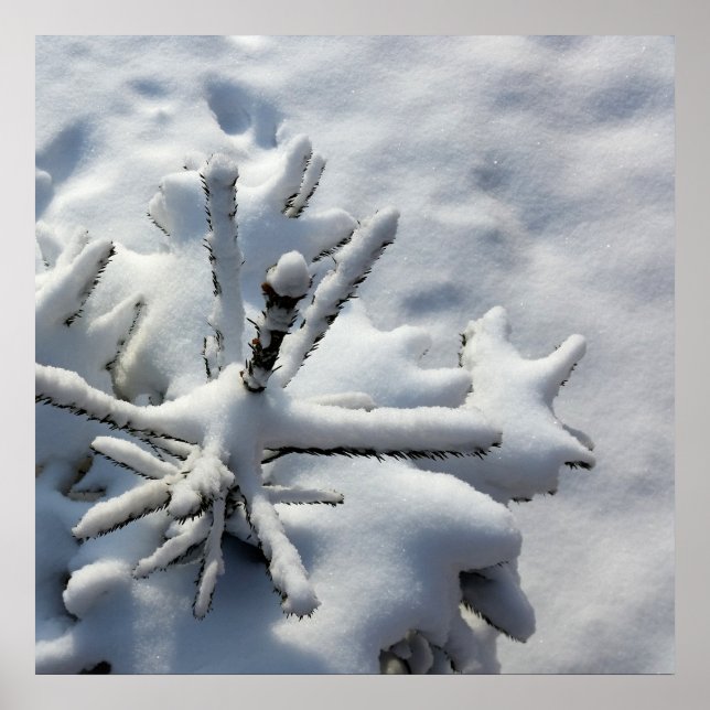 Pôster Cobertura de neve (Frente)