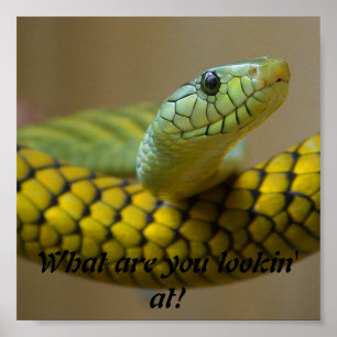 Pôster Cobra