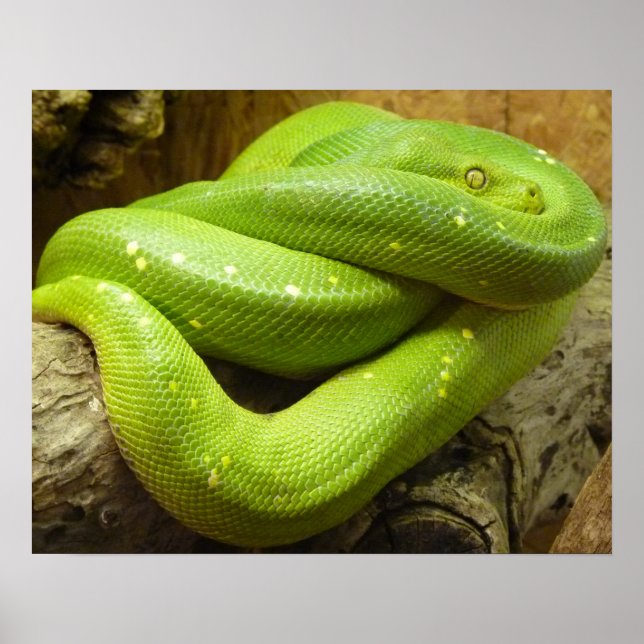 Pôster Cobra (Frente)