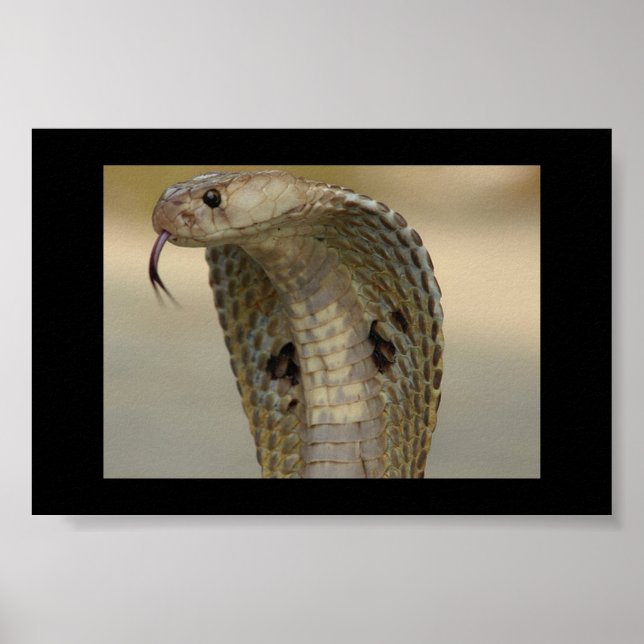 POSTER COBRA (Frente)