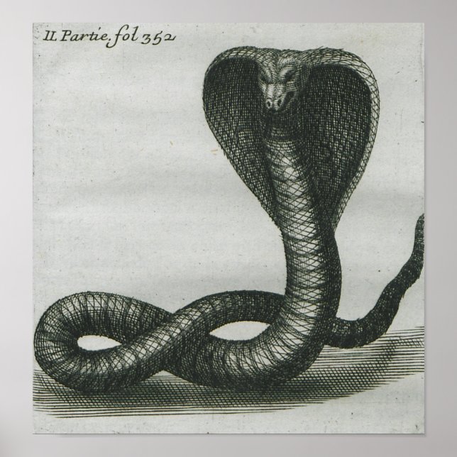 Poster Cobra (Frente)