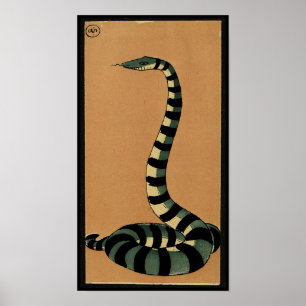 Pôster Cobra - Antiquarian, ilustração de livro colorid