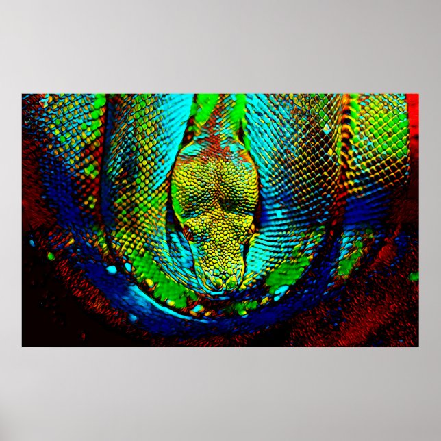 Pôster Cobra arco-íris (Frente)