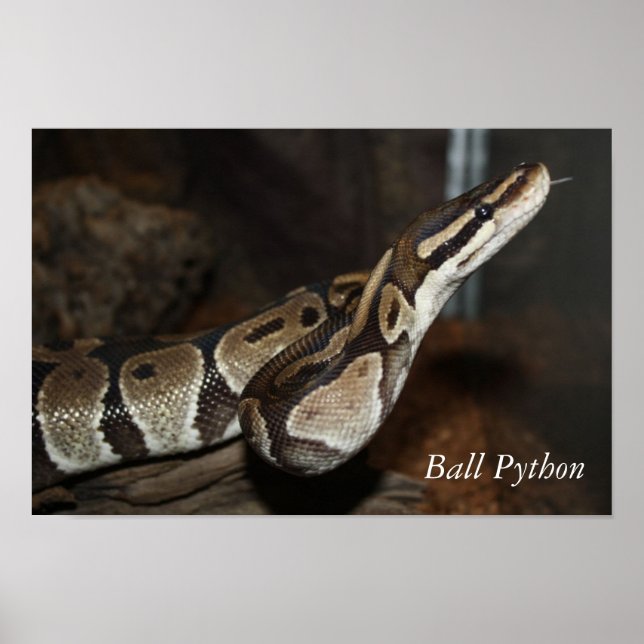 poster cobra (Ball Python) (Frente)