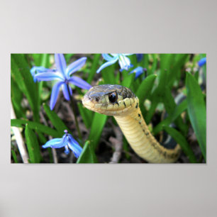Pôster Cobra bonito