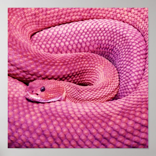 Pôster Cobra Cascavel Basilisco Rosa (Frente)
