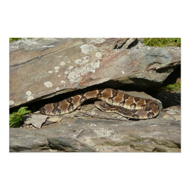 Pôster Cobra cascavel no Parque Nacional Shenandoah (Frente)