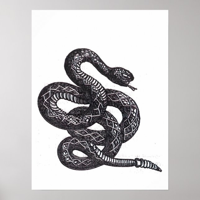 Poster Cobra Crotalus Cascavella (Víbora Pitonisa Venenos (Frente)