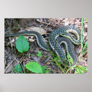 Poster Cobra-d'água-do-leste em Cape Cod
