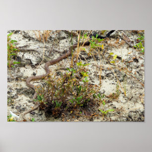 Poster Cobra de Coachwhip