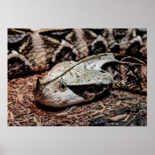 Poster Cobra de Gaboon Viper
