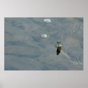 Poster Cobra de gelo tirou a cabeça da água