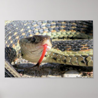 Poster Cobra de jardim