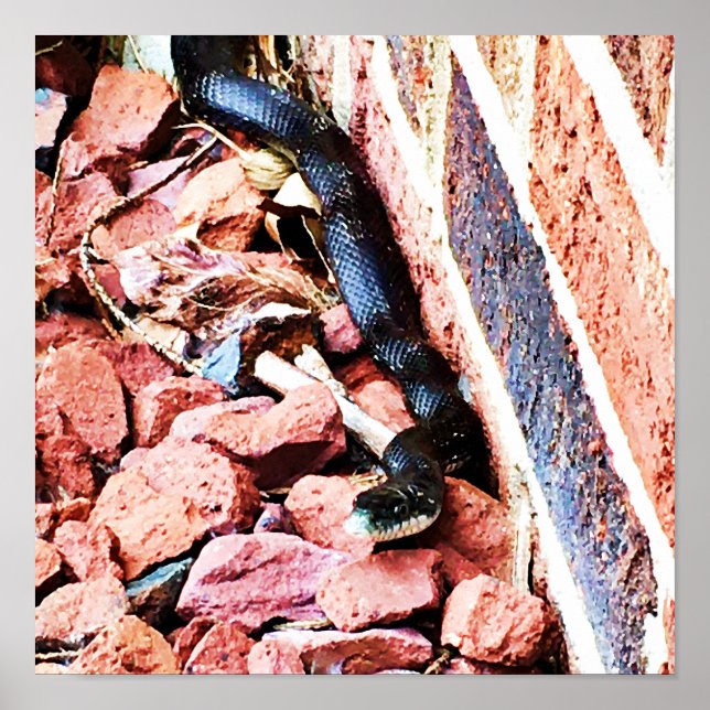 Poster Cobra de Rato Oriental (Frente)