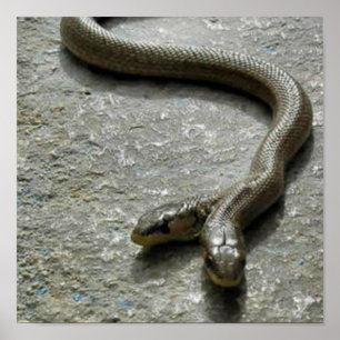 Poster Cobra dirigido dois