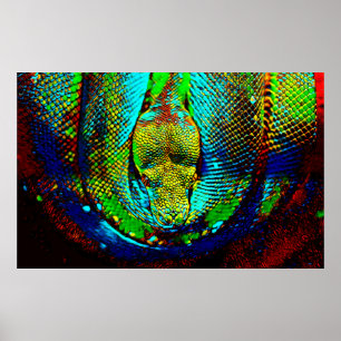 Pôster Cobra do arco-íris