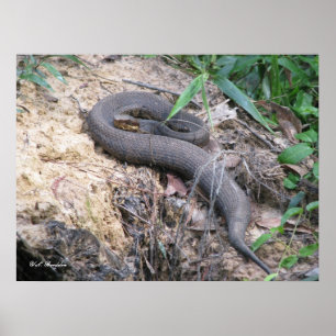 Poster Cobra do Cottonmouth que Basking