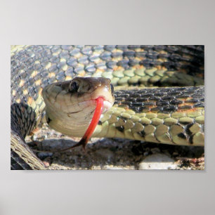 Poster Cobra do jardim