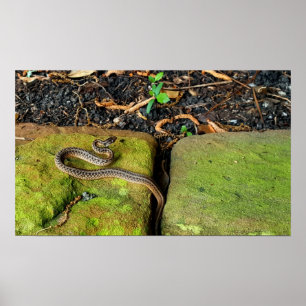 Pôster Cobra do marrom de Texas