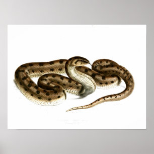 Poster Cobra do vintage Desenho-Brown-manchar-Africano