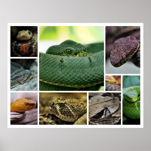 Pôster COBRA Fotografia_Page000 do NR (Frente)