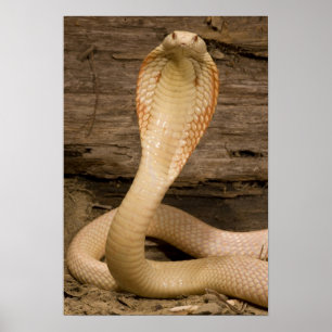 Pôster Cobra Monocelada Albina, Naja kaouthia, enrolada
