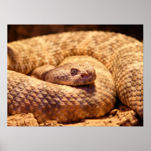 Poster Cobra-pintada-assustadora