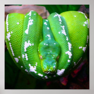 Poster Cobra verde