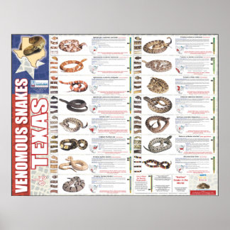 Pôster Cobras venenosas do Texas Poser pela NNTRC