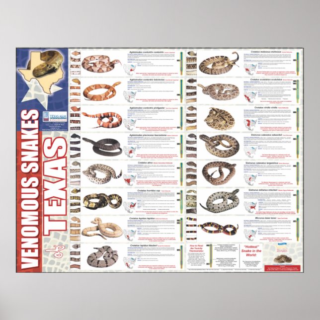 Pôster Cobras venenosas do Texas Poser pela NNTRC (Frente)