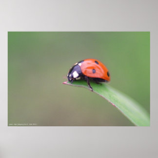 Poster coccinela