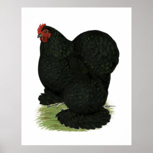 Pôster Cochim: Black Hen