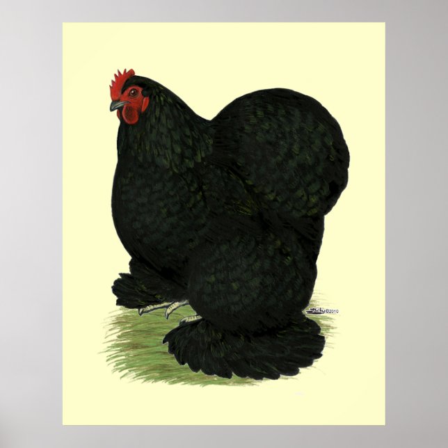 Poster Cochin: Black Hen (Frente)