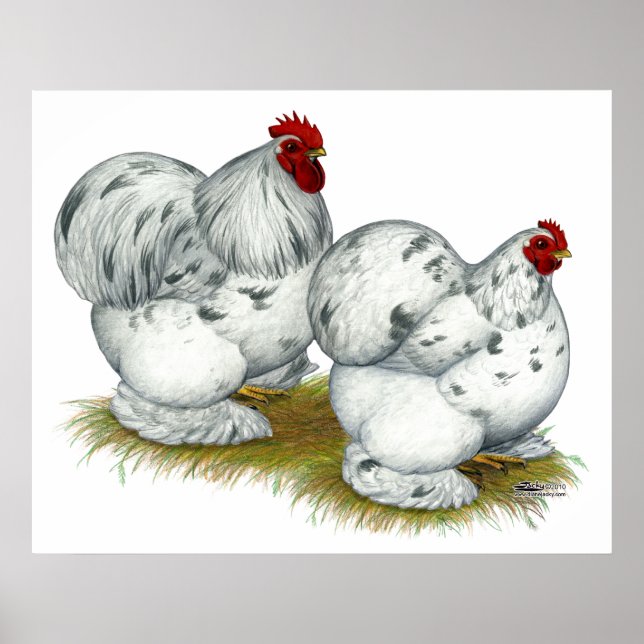 Pôster Cochin: Splash Bantams (Frente)