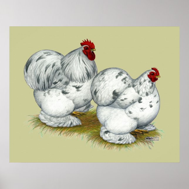 Pôster Cochin:  Splash Bantams (Frente)