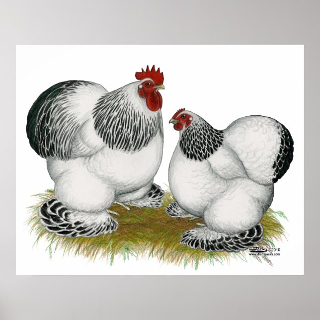 Poster Cochins: Bantams Columbianos (Frente)