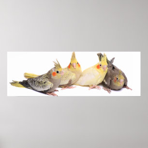 Pôster Cockatiels