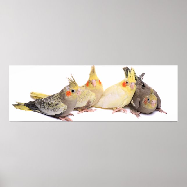 Pôster Cockatiels (Frente)
