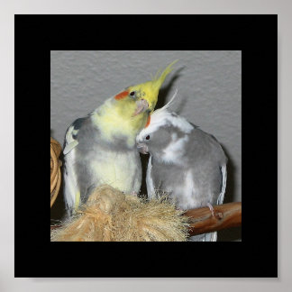 Poster Cockatiels
