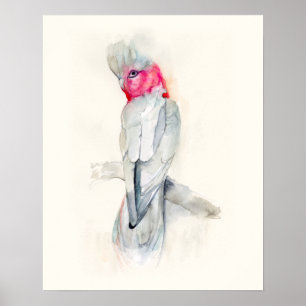 Poster Cockato de Ópera de Aquarela