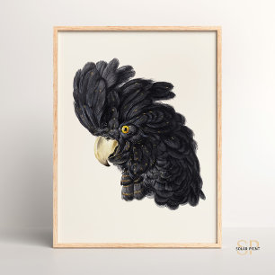 Poster Cockatoa negra por Aert Schouman Vintage