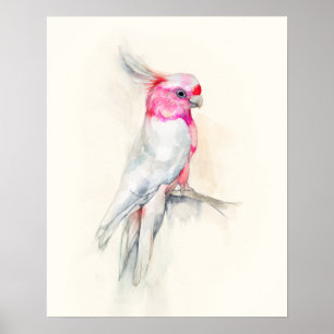 Poster Cockatoo