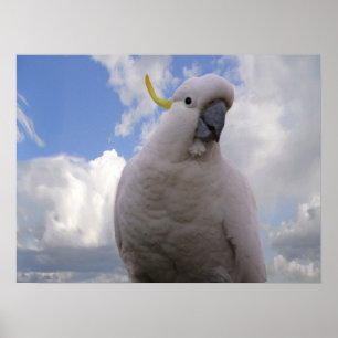 Pôster Cockatoo branco