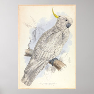 Poster Cockatoo com creme de enxofre superior