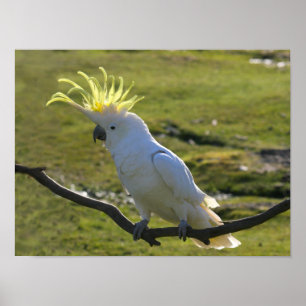 Pôster Cockatoo com crista do enxofre amarelo australiano