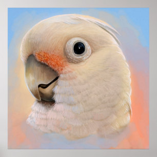 Poster Cockatoo de Goffin Tanimbar Corella